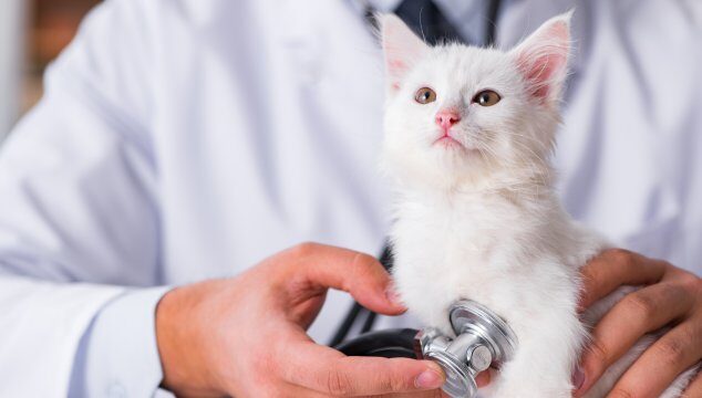 ¿Qué pasa en una primera consulta veterinaria?
