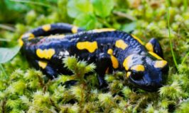 Animales exóticos: 5 recomendaciones esenciales para su bienestar