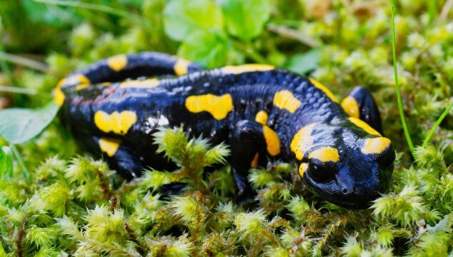 Animales exóticos: 5 recomendaciones esenciales para su bienestar