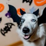 Disfraces en Halloween: diferencias entre especies