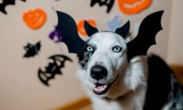 Disfraces en Halloween: diferencias entre especies