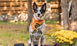 Disfraces seguros para Halloween: ¿sí o no?