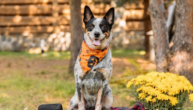 Disfraces seguros para Halloween: ¿sí o no?