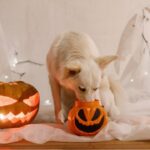 Toxicidad en Halloween: cómo proteger a tu animal de compañía