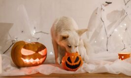 Toxicidad en Halloween: cómo proteger a tu animal de compañía