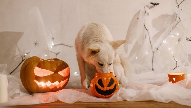 Toxicidad en Halloween: cómo proteger a tu animal de compañía
