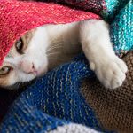 Enfermedades respiratorias en gatos en invierno