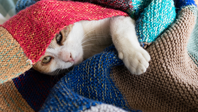 Enfermedades respiratorias en gatos en invierno