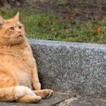 Obesidad en animales de compañía: cómo detectarla y qué hacer