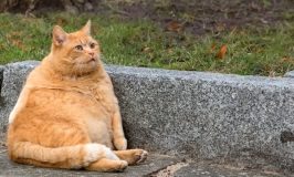 Obesidad en animales de compañía: cómo detectarla y qué hacer