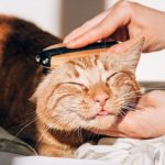 ¿Tu gato vomita bolas de pelo? Cuándo es normal y cuándo preocuparse