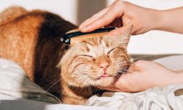 ¿Tu gato vomita bolas de pelo? Cuándo es normal y cuándo preocuparse