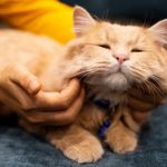 Cómo detectar dolor crónico en tu gato