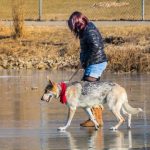 Cómo cuidar los cojinetes de tu perro en invierno