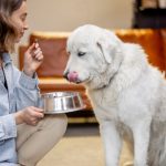 Cómo elegir el alimento ideal para tu animal de compañía