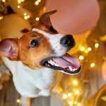 Propósitos de Año Nuevo para cuidar mejor a tu compañero peludo