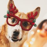 Alimentos navideños peligrosos para animales de compañía