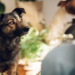 Alimentos peligrosos en cenas familiares: protégelo esta temporada