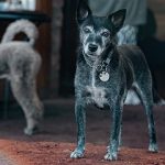 Cómo detectar dolor articular en perros mayores