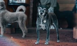 Cómo detectar dolor articular en perros mayores