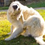 ¿Tu perro se rasca mucho? Podría ser más que una simple picazón