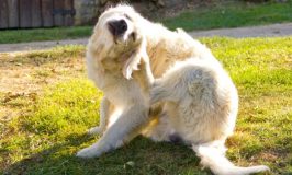 ¿Tu perro se rasca mucho? Podría ser más que una simple picazón