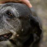 Geriatría veterinaria: cuidados especiales para animales de compañía mayores