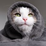 Preparando a tu animal de compañía para el frío