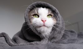 Preparando a tu animal de compañía para el frío