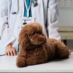 Chequeo preventivo: el mejor regalo para tu compañero peludo