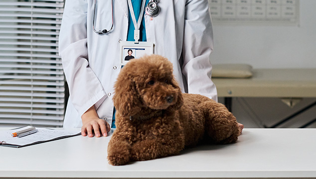 Chequeo preventivo: el mejor regalo para tu compañero peludo