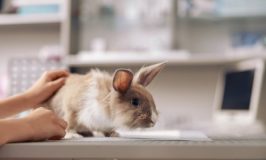 Cómo detectar dolor en un conejo