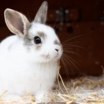 Cuidados esenciales para tu conejo en invierno