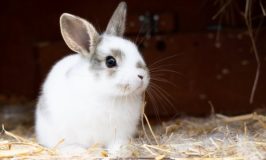 Cuidados esenciales para tu conejo en invierno