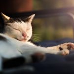 ¿Tu gato no quiere moverse? Causas comunes en invierno