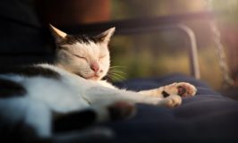 ¿Tu gato no quiere moverse? Causas comunes en invierno