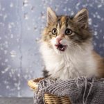 Cómo cuidar a tu animal de compañía en invierno