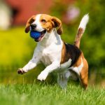 Consejos para un año nuevo saludable para tu animal de compañía