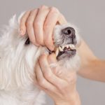 La importancia de las revisiones dentales en perros y gatos